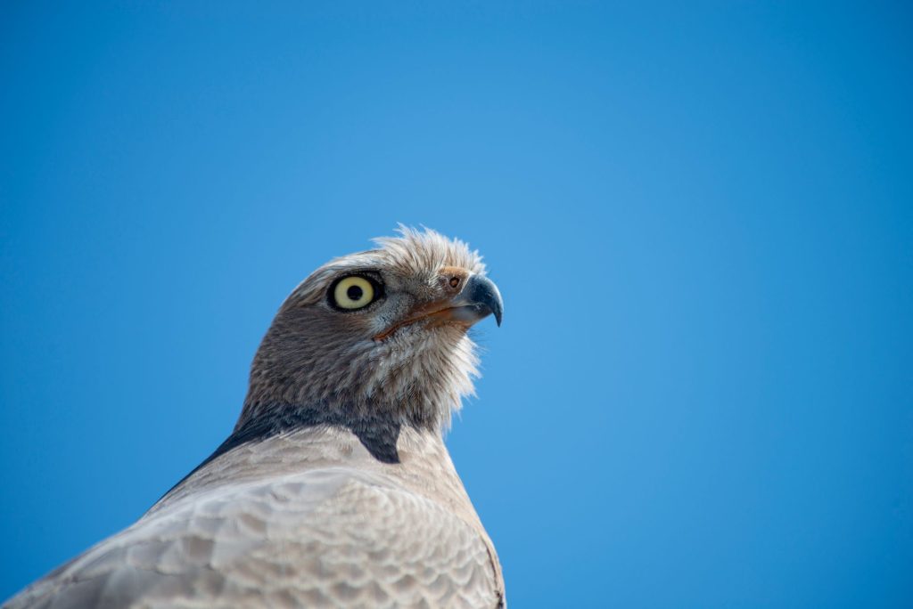 Gros plan majestueux d'un aigle tawny à Okaukuejo, Namibie, avec un fond de ciel bleu vibrant.