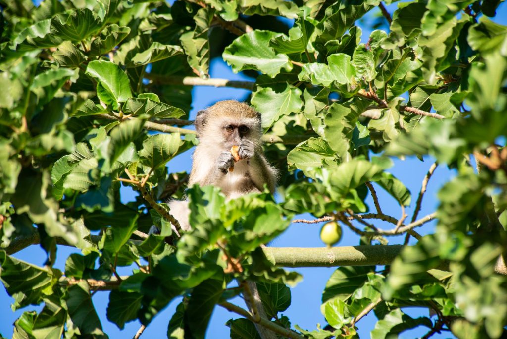 Photos gratuites de african primate, afrique, amoureux de la nature