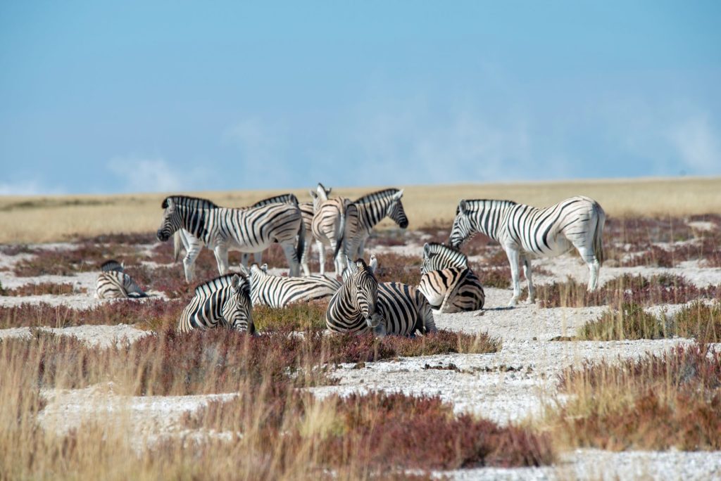 Photos gratuites de african savanna, african wildeerness, afrique